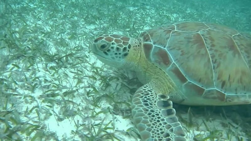 Tulum Akumal Cenote with Lunch (Transportation included) - Final Thoughts