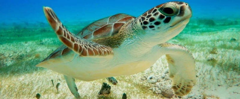 Tulum Akumal Cenote with Lunch (Transportation included) - FAQ