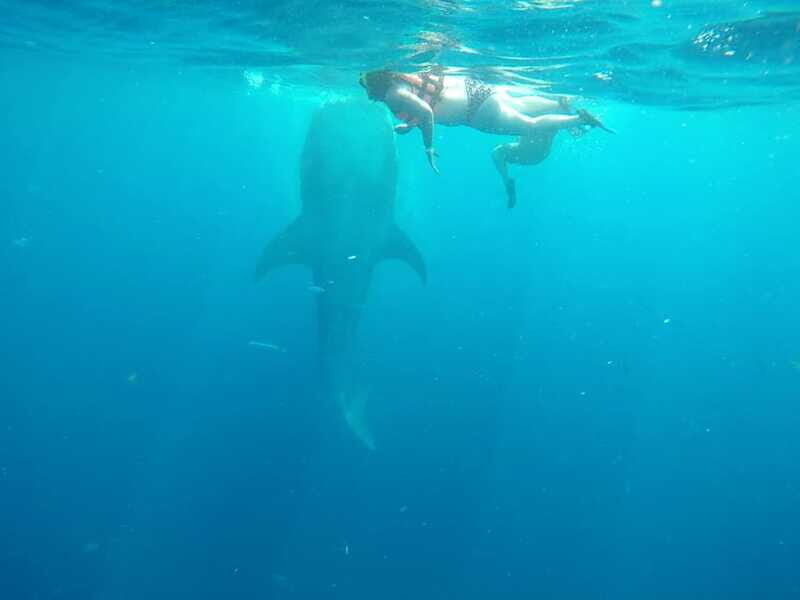 Tulum-Akumal: Swimming with Whale Sharks Tour - Key Points