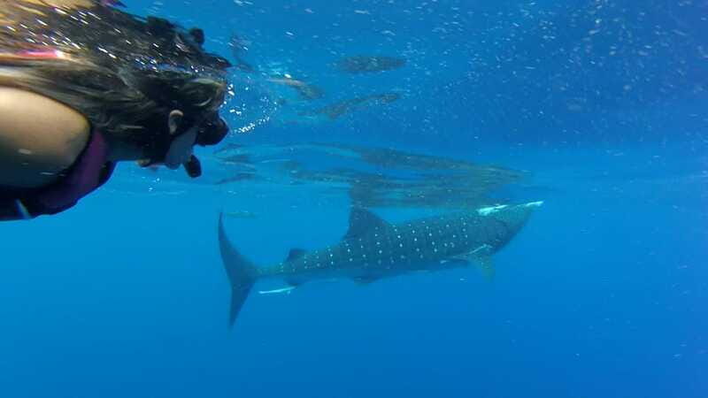 Tulum-Akumal: Swimming with Whale Sharks Tour - The Whale Shark Encounter: Reality vs. Expectations