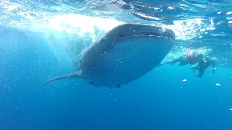 Tulum-Akumal: Swimming with Whale Sharks Tour - Who Will Love This Tour?