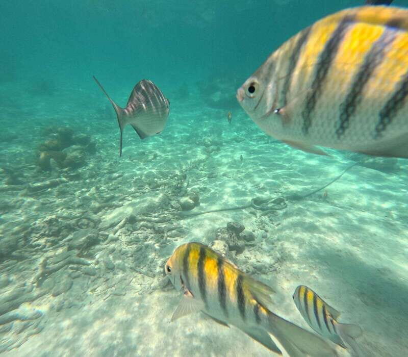 Tulum: Bacalar Bay Full-Day Minibus Tour with Lunch - Key Points