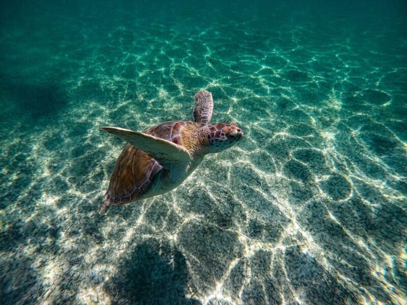Tulum, cenote + swimming with Turtles PRIVATE TOUR - Authentic Experiences and Insights from Reviews