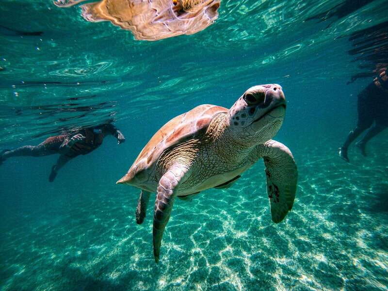Tulum, Coba and swimming with Turtles PRIVATE TOUR - The Sum Up
