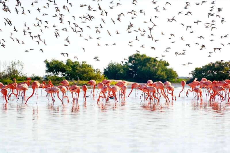 Tulum: Coloradas Pink Lake & Rio Lagartos Adventure - Analyzing the Itinerary and What You Can Expect