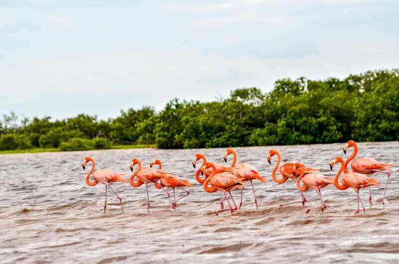 Tulum: Coloradas & Rio Lagartos Biosphere! Crocodile farm - Who Would Love This Tour?