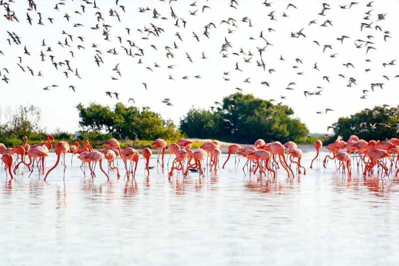 Tulum: Coloradas & Rio Lagartos Boat Ride! Crocododile Farm - In The Sum Up