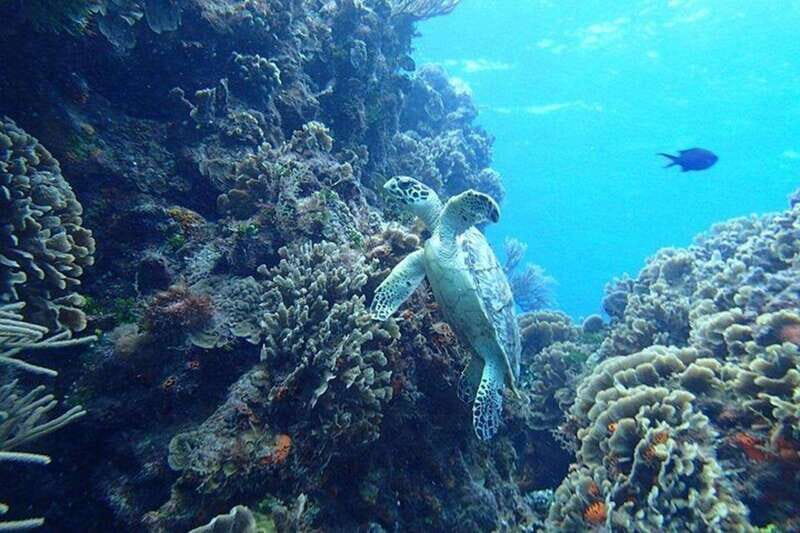 Tulum: Cozumel Cielo Snorkel Adventure from Cancun - Who Should Consider This Tour?