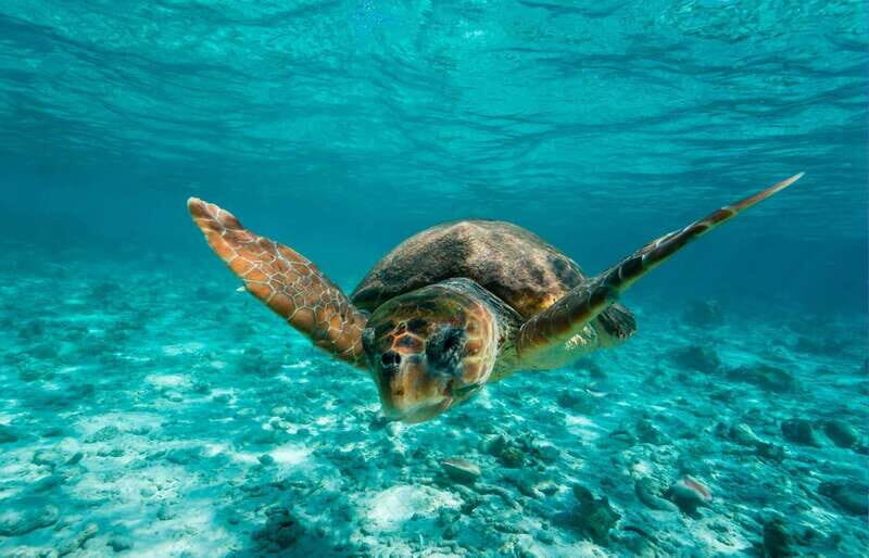 Tulum: Deep Sea Fishing - The Sum Up: Is This Tour Worth It?