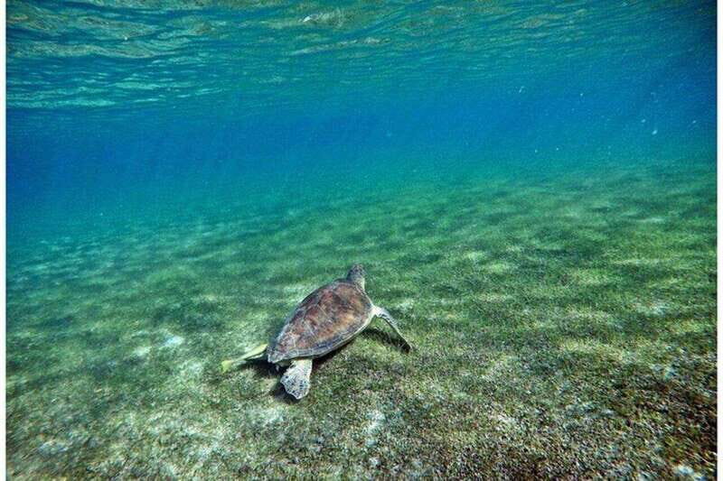 Tulum: Half Day Nature Experience! Turtles & Cenote - Overview of the Experience