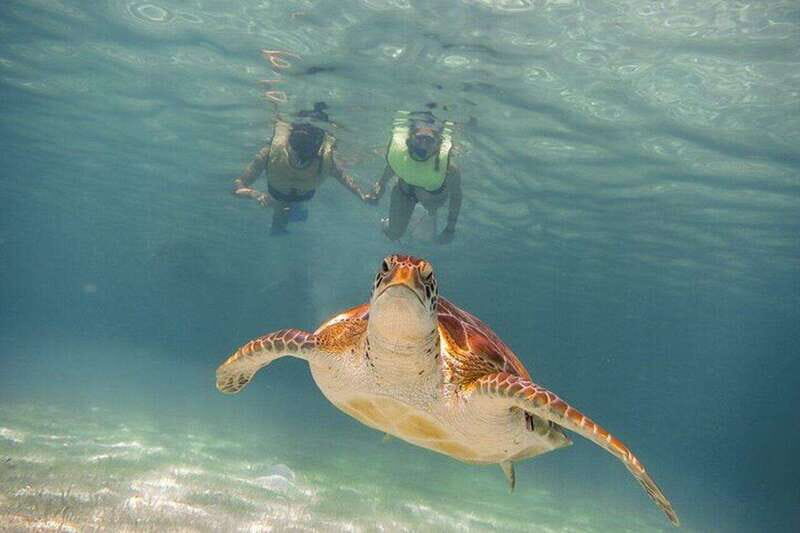 Tulum: Half Day Nature Experience! Turtles & Cenote - Authentic Experiences and Insights from Reviews