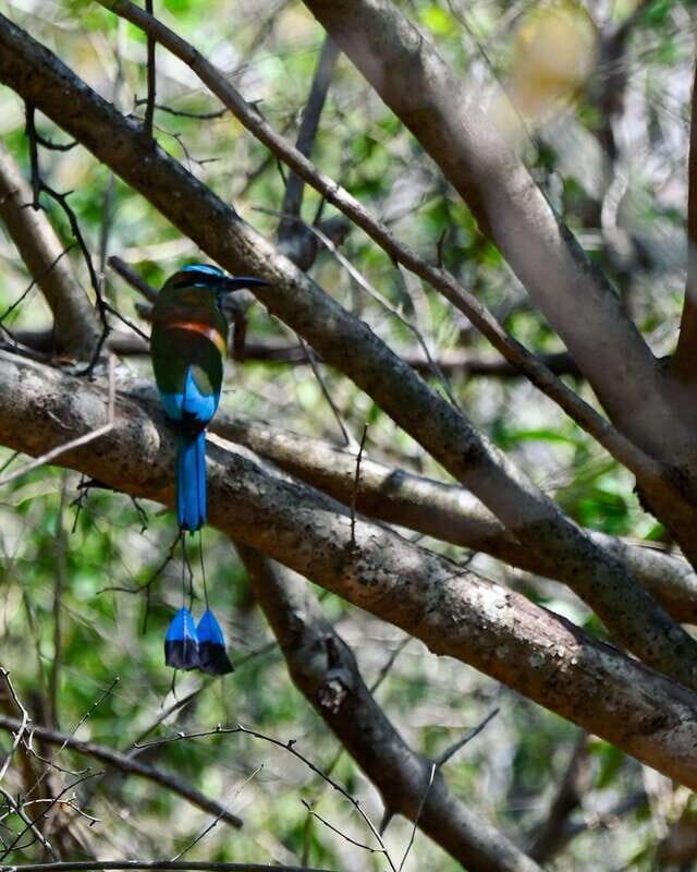Tulum: Monkey Sanctuary Adventure - Key Points