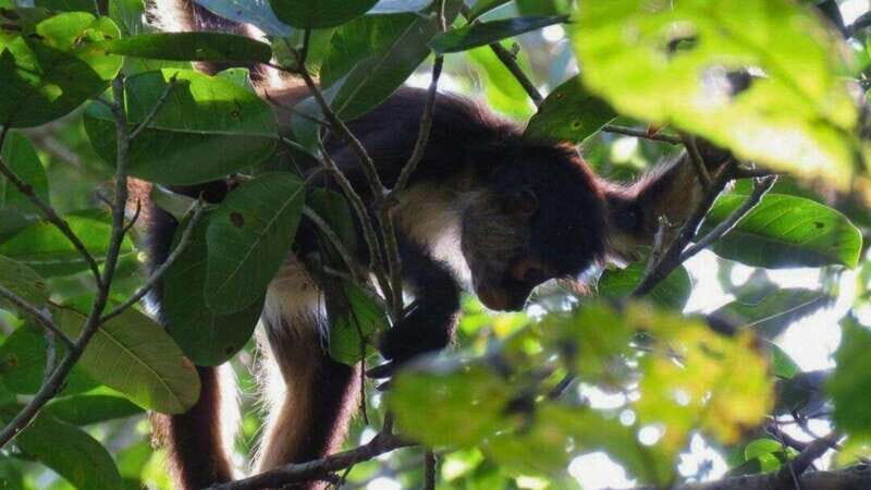 Tulum: Monkey Sanctuary Adventure - The Sum Up
