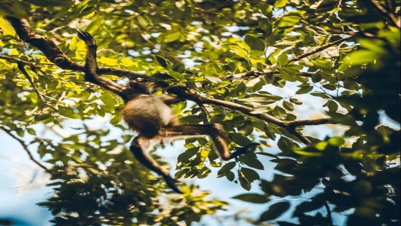 Tulum: Monkey Sanctuary Adventure - FAQ