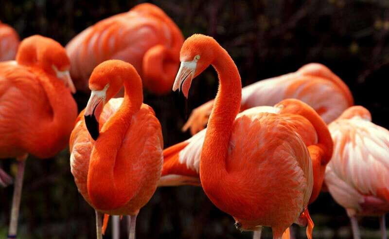 Tulum: Rio Lagartos Biosphere & Coloradas Pink Lake! Guided - Transportation & Duration