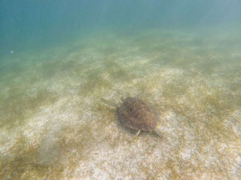 Tulum: Ruins, Cenote and Turtle Snorkel Day Trip with Lunch - Who Should Book This Tour?