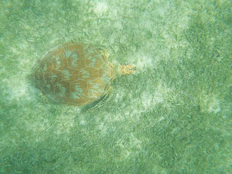 Tulum: Ruins, Cenote and Turtle Snorkel Day Trip with Lunch - The Sum Up