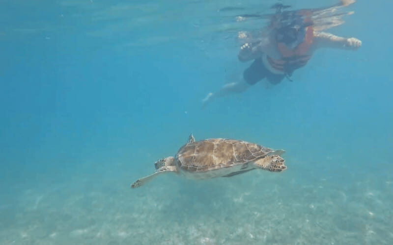 Tulum: Ruins, Cenotes, Turtle Swim, and Lunch Tour - The Logistics: What to Expect and Practical Tips