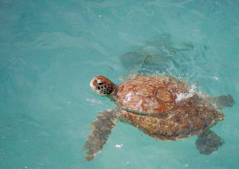 Tulum Ruins+ Turtles & Cenote &Lunch With Transportation) - Key Points