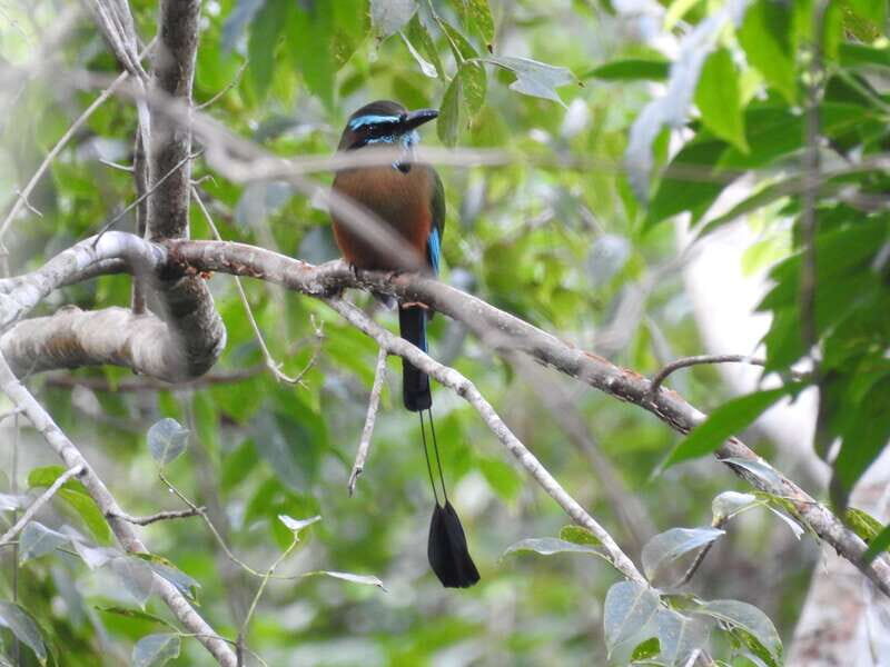 Tulum: Sian Ka'an Biosphere Reserve Guided Birdwatching Hike - What to Expect from the Guided Birdwatching Hike