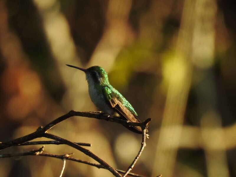 Tulum: Sian Ka'an Biosphere Reserve Guided Birdwatching Hike - Why This Tour Offers Great Value