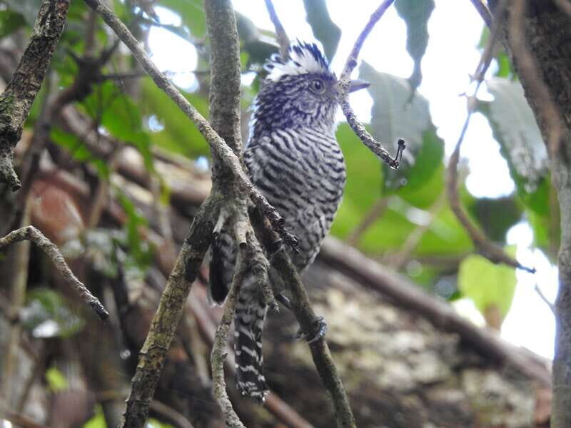 Tulum: Sian Ka'an Biosphere Reserve Guided Birdwatching Hike - The Experience of Guided Birdwatching