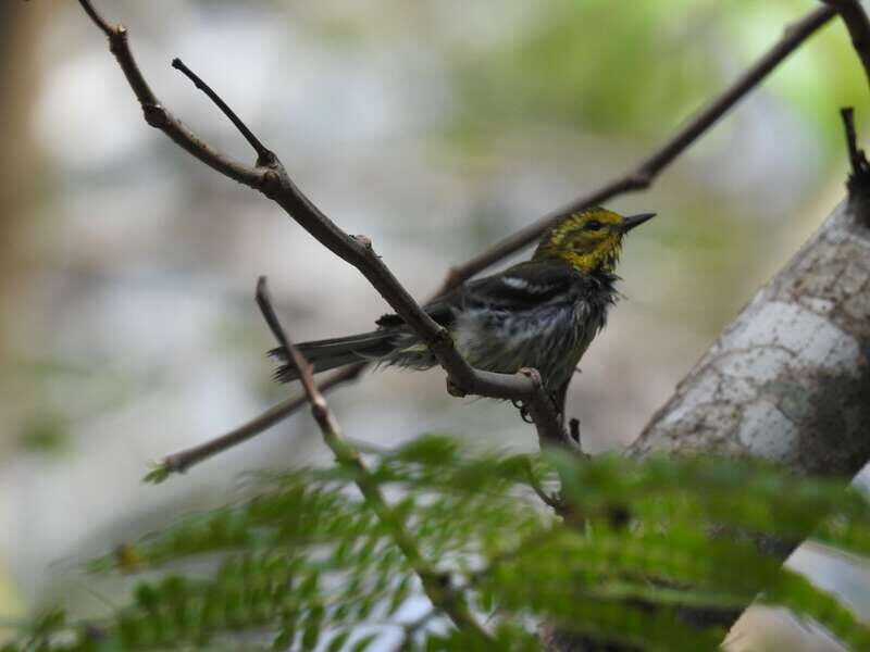 Tulum: Sian Ka'an Biosphere Reserve Guided Birdwatching Hike - Practical Details and Tips
