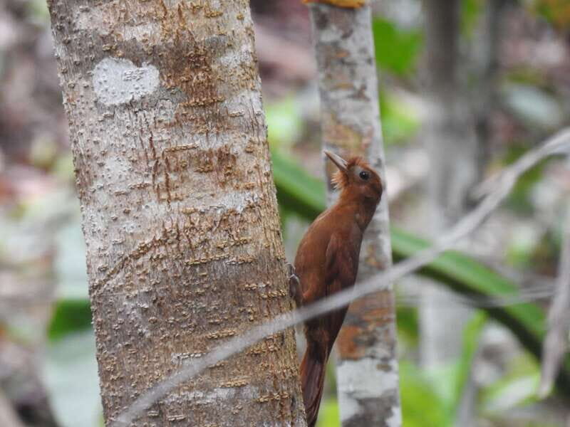 Tulum: Sian Ka'an Biosphere Reserve Guided Birdwatching Hike - Who Should Consider This Tour?