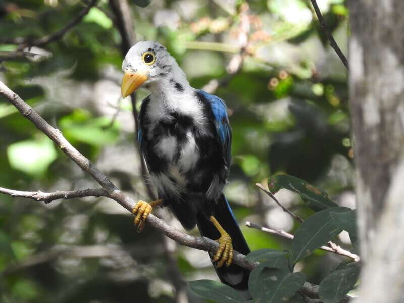 Tulum: Sian Ka'an Biosphere Reserve Guided Birdwatching Hike - FAQ
