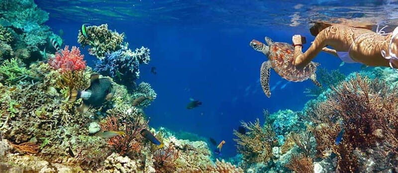Tulum Snorkeling Tour - Casa Cenote + Ocean Reef & Lunch - Introduction