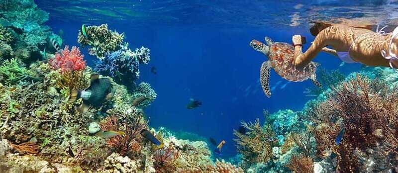 Tulum Snorkeling Tour - Casa Cenote + Ocean Reef & Lunch - FAQs