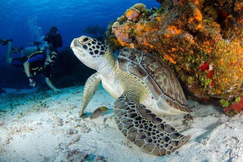 Tulum: Try Scuba Diving Adventure | Canote + Reef in Tulum - Key Points