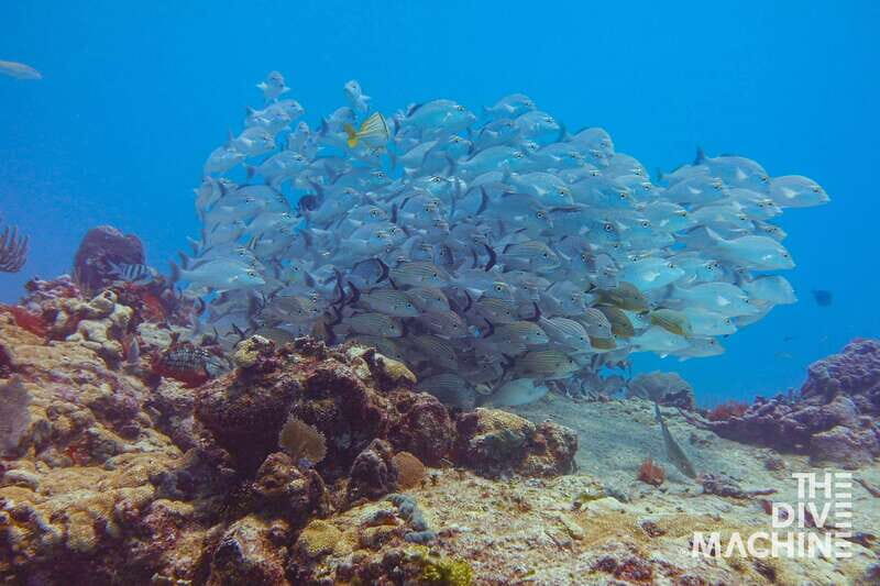 Tulum: Try Scuba Diving Adventure | Canote + Reef in Tulum - The Experience in Detail: Why It Matters