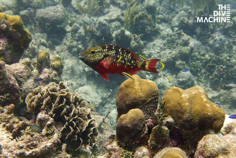 Tulum: Try Scuba Diving Adventure | Canote + Reef in Tulum - Who Should Book This Experience