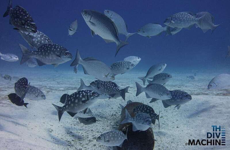 Tulum: Try Scuba Diving Adventure | Canote + Reef in Tulum - Final Thoughts: Why Choose This Tour?