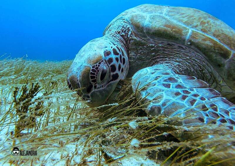 Tulum: Try Scuba Diving Adventure | Canote + Reef in Tulum - FAQ: Your Practical Questions Answered