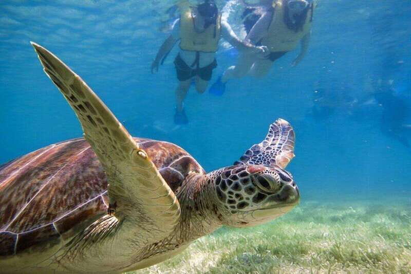 Tulum: Turtle Sighting at Akumal! Undergound Cenote - Key Points