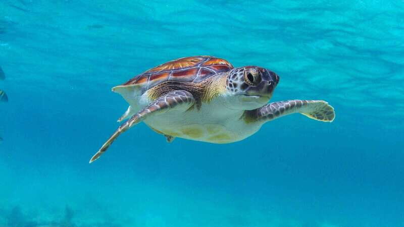 Tulum Turtles Cenote & Beach Club - Who Will Love This Tour?