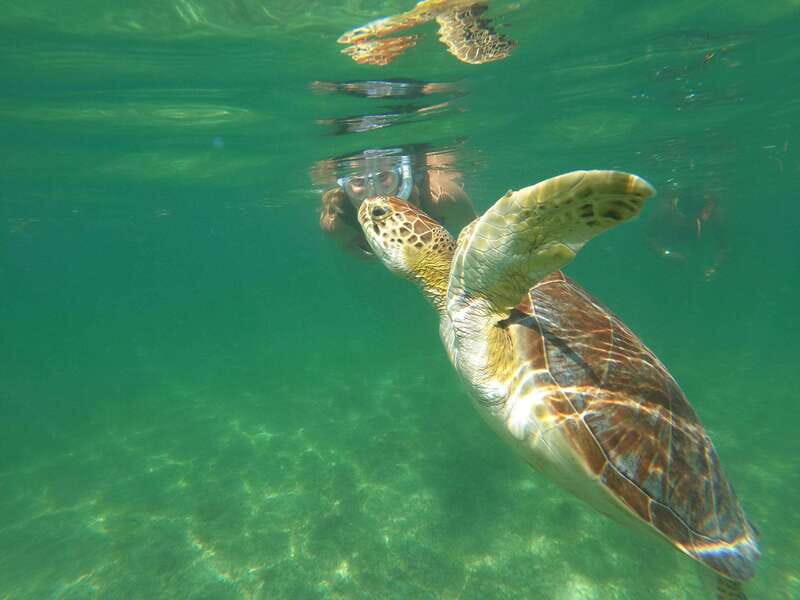 Tulum & Turtles Private Tour - What to Expect from the Tulum & Turtles Private Tour