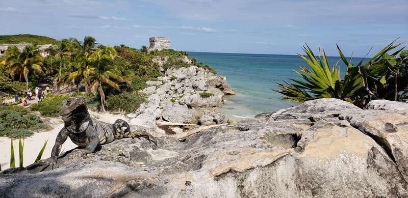 Tulum & Turtles Private Tour - Why This Tour Offers Great Value