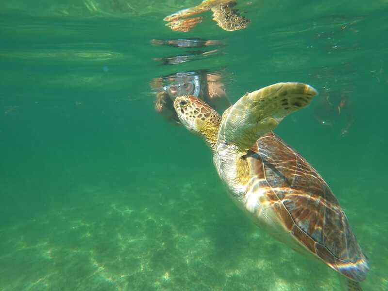 Tulum & Turtles Private Tour - Who Is This Tour Best For?
