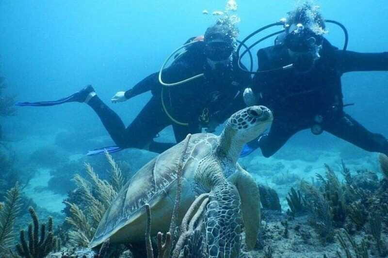 Tulum: Wonders of the Underwater World Discover Scuba Diving - Authentic Experiences and Insights from Reviews