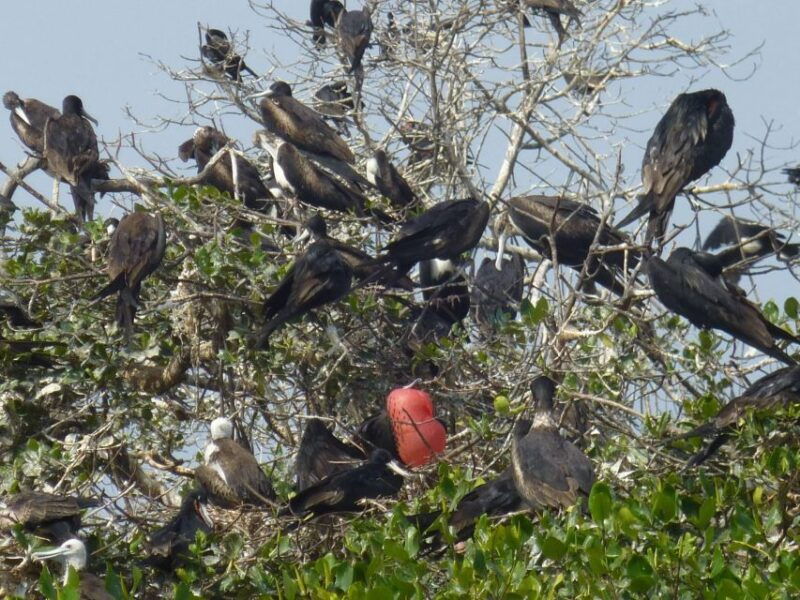 tumbes-puerto-pizarro-islands-and-mangroves