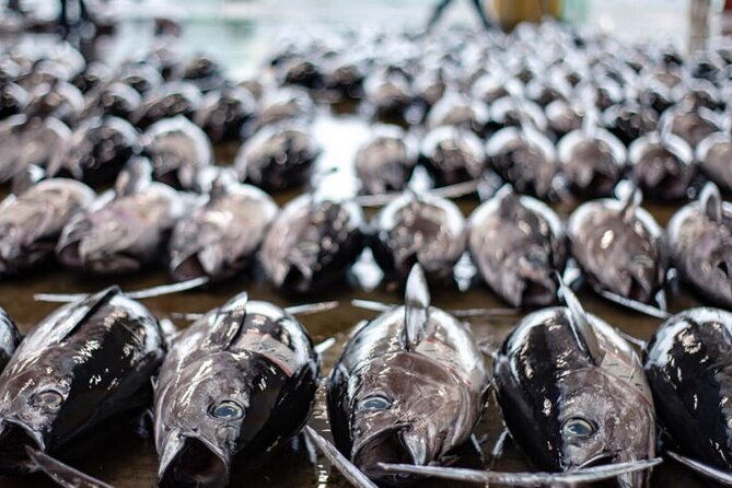 tuna-auction-market-guided-private-tour-in-nachi-katsuura