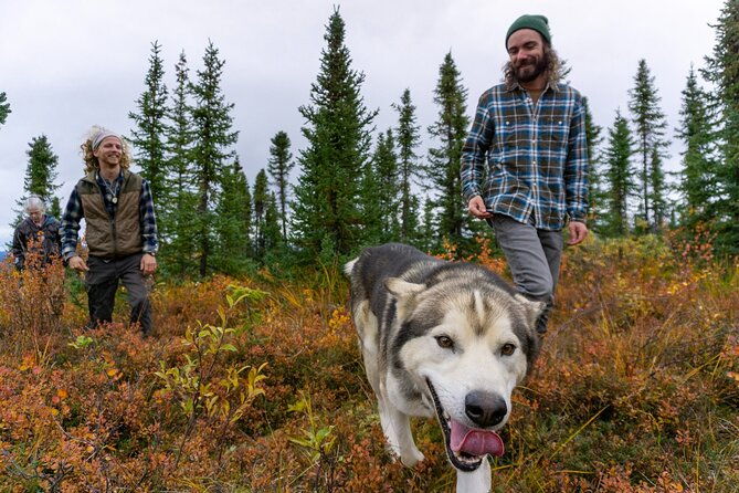 tundra-walk-with-free-running-sled-dogs