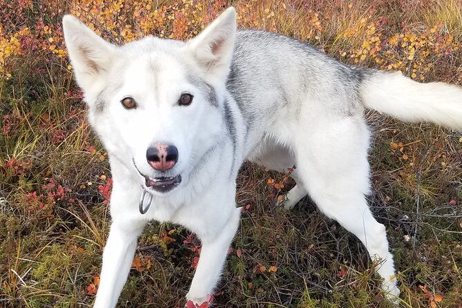 tundra-walk-with-free-running-sled-dogs