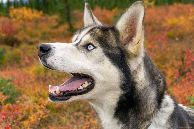 tundra-walk-with-free-running-sled-dogs