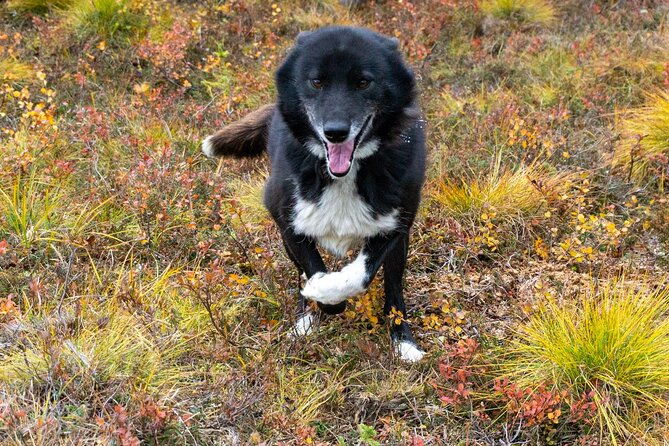 tundra-walk-with-free-running-sled-dogs