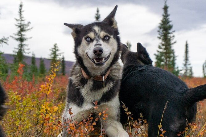 tundra-walk-with-free-running-sled-dogs
