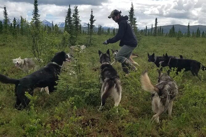 tundra-walk-with-free-running-sled-dogs